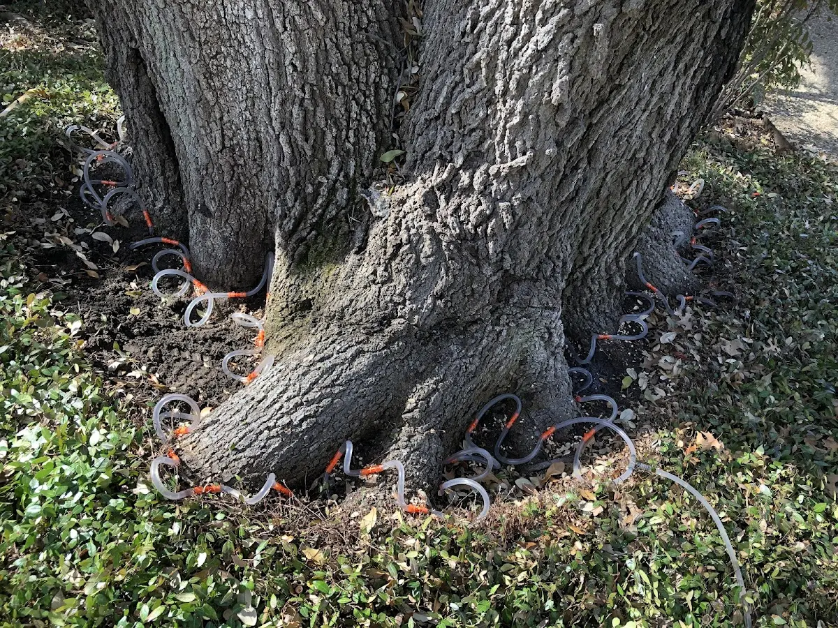 Detailed Tree Cabling and Bracing job site in Del Norte
