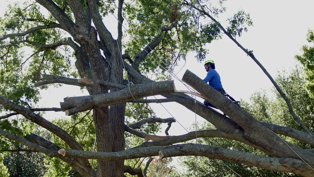 Professional Crown Thinning performed by certified arborists in Del Norte