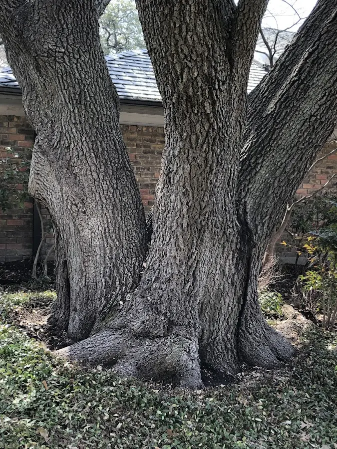 Mature heritage tree close to a Del Norte property cared for by certified arborists