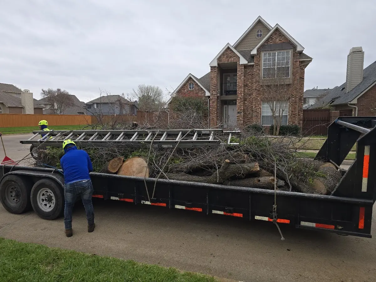 Expert Tree Pest Control with proper safety equipment in Del Norte